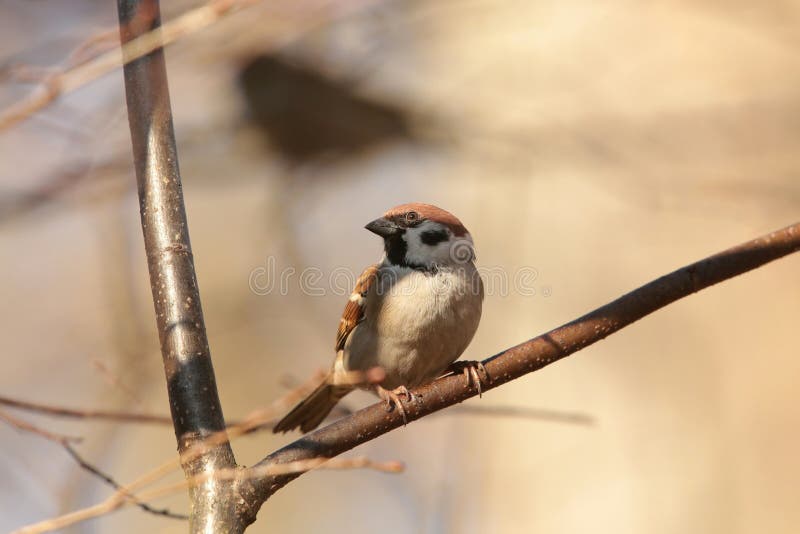 Close-up of Eurasian Tree Sparrow - Passer montanus on a twig in the forest during sunrise. Close-up of Eurasian Tree Sparrow - Passer montanus on a twig in the forest during sunrise.